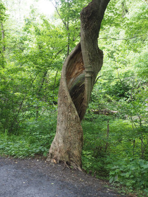 Twisted hollow tree trunk
