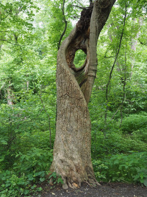 Twisted hollow tree trunk with hole