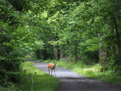 The deer on the trail sees us