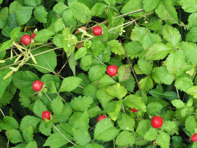 Mock strawberries beside the trail