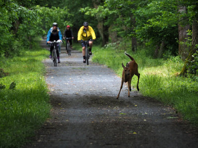 Bikers appear behind the deer