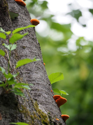 Colorful mushrooms on a tree trunk