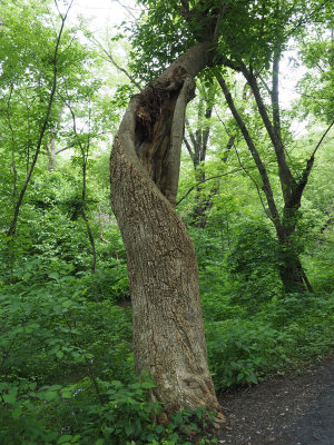 Twisted hollow tree trunk with hole in side and green leaves at top