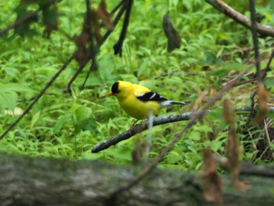 Goldfinch beside the trail