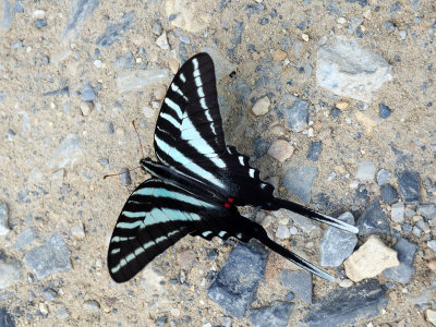 Zebra Swallowtail on the trail