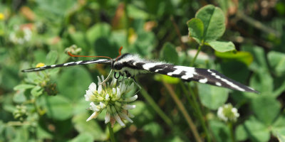Zebra Swallowtail on clover