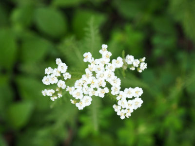 Yarrow