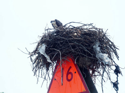 The Osprey's nest
