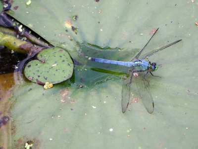 Dragonfly at Mason Creek State Park