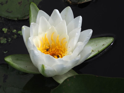 White Water Lily at Mason Creek State Park