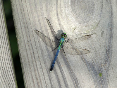 One of the many dragonflies around