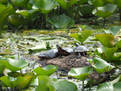 Turtles in the swamp