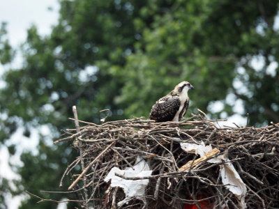 The Osprey nest