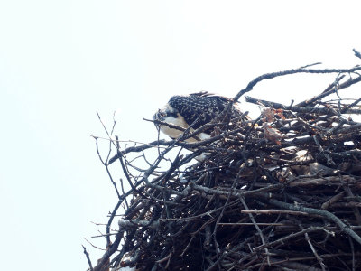 Too close to the Osprey nest!