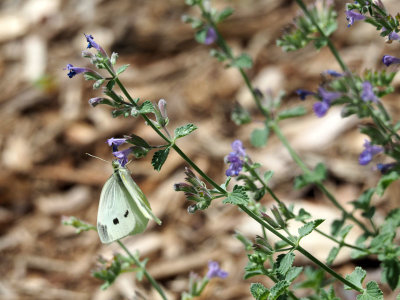 Cabbage White butterflies in our yard