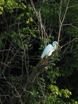Egret on a tree