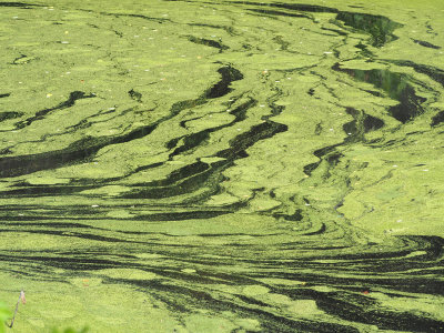 Patterns in the muck