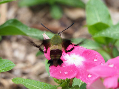 A Hummingbird moth, I think