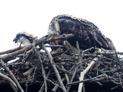 The baby Osprey in the nest