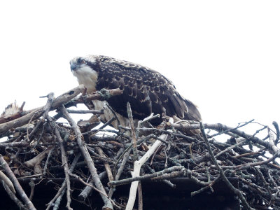 The Osprey in its nest