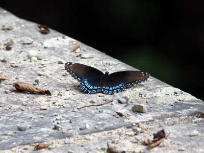July 21st - A Red Spotted Purple butterfly, I suspect