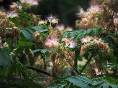Flowers of the Mimosa tree