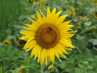 Aug 1st - At the sunflower garden