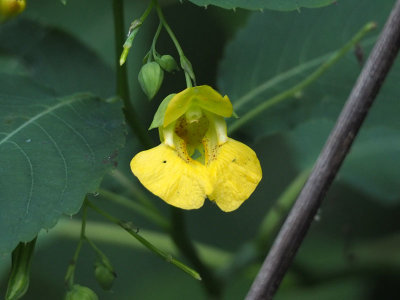 Touch me not, or Jewelweed