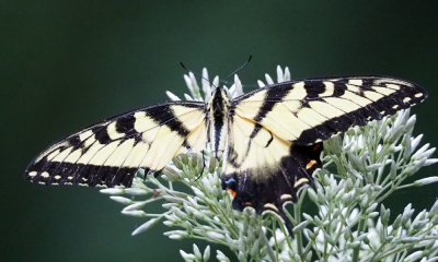 The tiger swallowtail