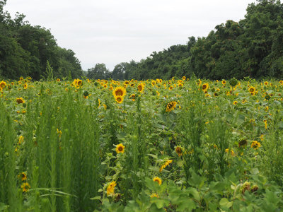 The sunflower garden at Sycamore Landing