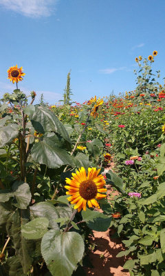The flower garden at Homestead Farm