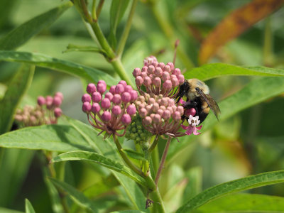 On Milkweed