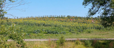 The flower garden at Homestead Farm