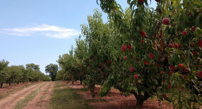 Peach trees at Homestead Farm