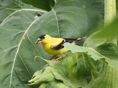 The goldfinch amidst the sunflowers