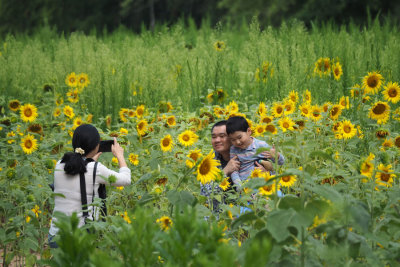 Family in the sunflower field
