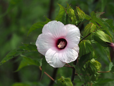 Could be Rose of Sharon