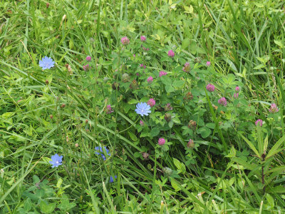 Chicory and Pink Clover