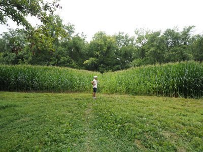 End of the trail at the cornfield