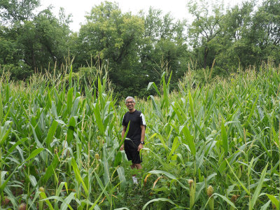 In a corn field at he end of the trail