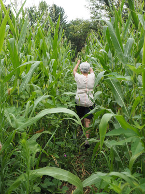 Through the cornfield!