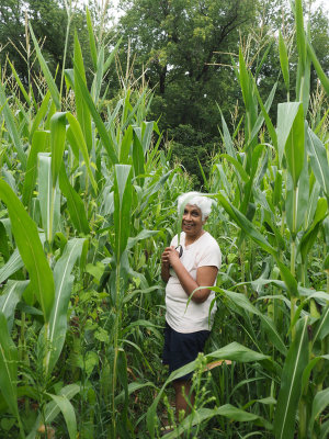 Entering the cornfield