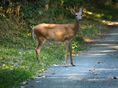 The deer on the trail