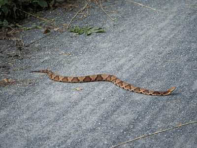 A Northern Copperhead