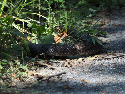 A big black rat snake disappears into the bushes