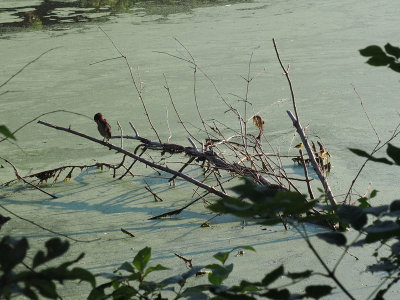 The green heron and the goldfinch