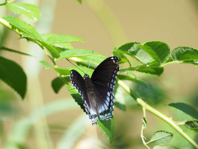 A Red Spotted Purple butterfly, I suspect