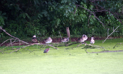 The green heron and the ducks