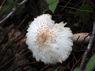 A mushroom that caught my eye