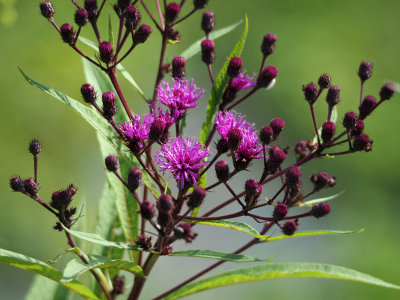 Tall Ironweed is my guess